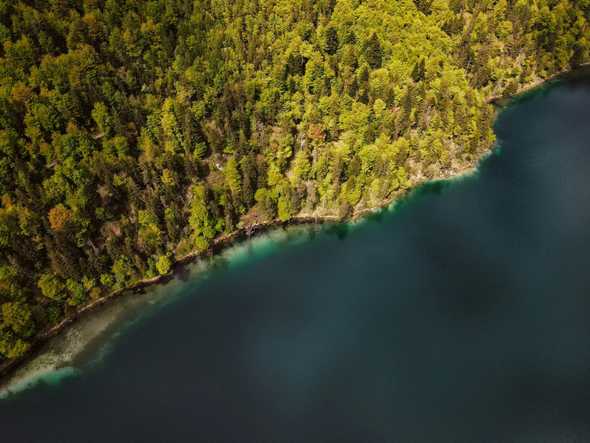 Green trees beside a body of water from above